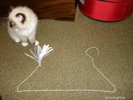 Fabriquez votre propre jouet pour chat
