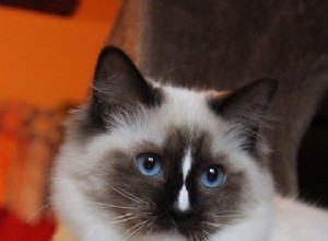 Ragdoll of the Week-inzendingsrichtlijnen