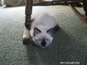 ステラ–今月のラグドール子猫 