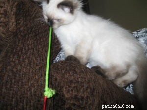 Стелла – Рэгдолл-котенок месяца