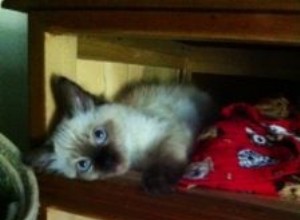 Stella – Ragdoll Kitten van de Maand