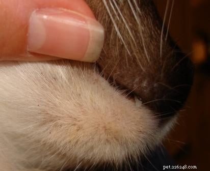 Pubblicità di gatto:acne al mento felino