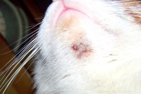 Zits de chat :acné féline au menton