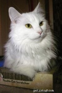 Merlin s Hope:A Ragdoll and Maine Coon Rescue