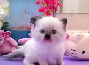 Mystra – Ragdoll Kitten van de Maand