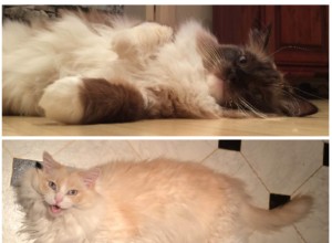 Merlot en Izzy – Ragdolls van de week