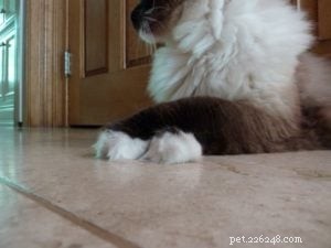 고양이가 발을 교차합니까?