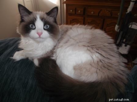 Un chat Ragdoll meurt d un élastique à cheveux :élastiques à cheveux dans l estomac d un chat