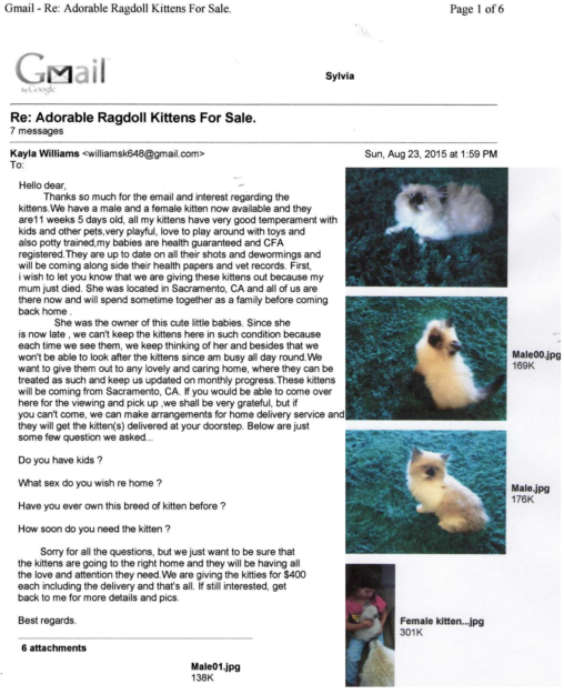 Adorables chatons Ragdoll à vendre Arnaque en ligne