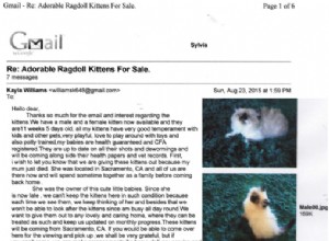 Schattige Ragdoll Kittens te koop Scam Online