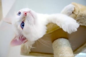 桃–今月のラグドール子猫 