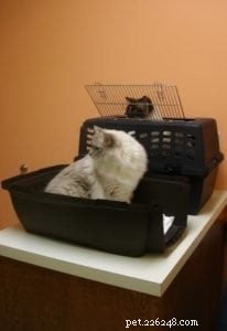 Kattenziektekostenverzekering – heb je die voor je Ragdoll-kat?