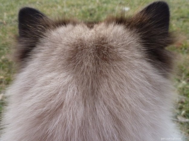 Волосы в зимних ушах кота Рэгдолла Чарли