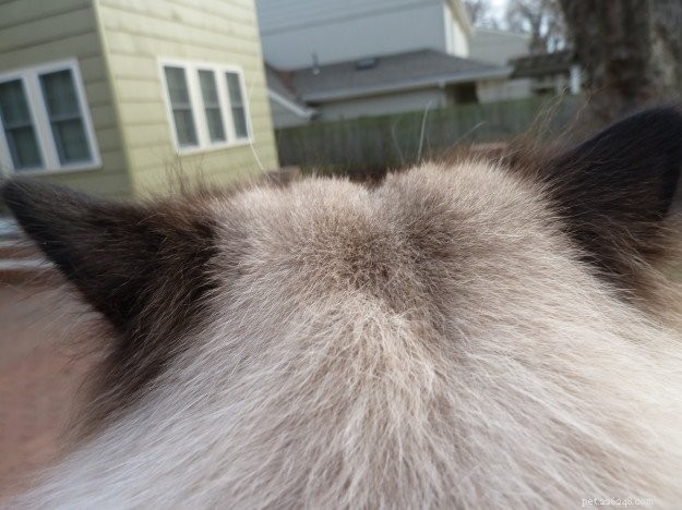 Poils d oreille d hiver de Ragdoll Cat Charlie