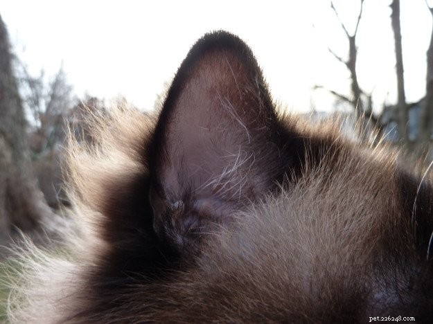 ラグドール猫チャーリーの冬の耳の毛 