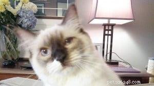 ゾーイ–今月のラグドール子猫 