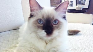 Zoe – kotě měsíce Ragdoll