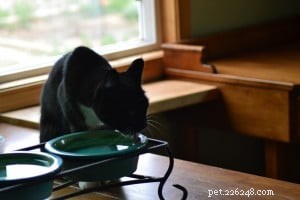 Věci, které jsem se naučil o zdravé stravě pro mé kočky
