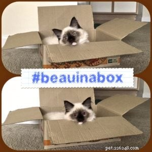 ボー–今月のラグドール子猫 