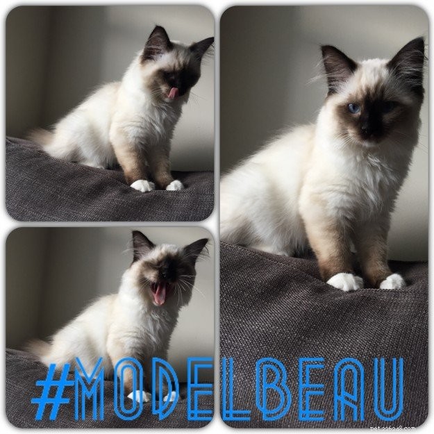 Beau – Ragdoll Kitten van de Maand