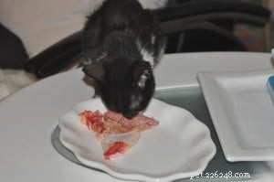 フランケンプレイ：ラグドール猫、プロッシモに餌をやる方法