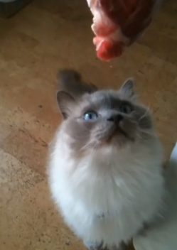 Frankenprey:How I Feed My Ragdoll Cat, Prossimo