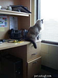 Você pode levar seu gato ao escritório?