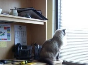 Můžete vzít svou kočku do kanceláře?