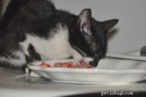フランケンプレイ：ラグドール猫、プロッシモに餌をやる方法