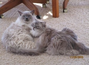 Elvis and Beverly Leslie – Ragdolls of the Week