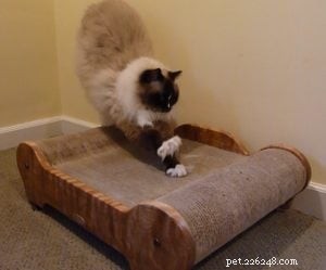Kočičí drápy 101:Proč kočky používají své přední drápy