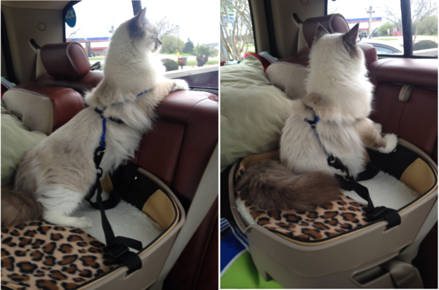 Viajando com um gato Ragdoll de carro