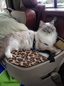 Reizen met een Ragdoll Cat in de auto