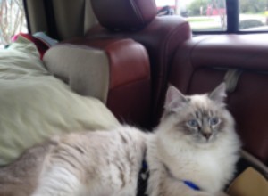 Reizen met een Ragdoll Cat in de auto