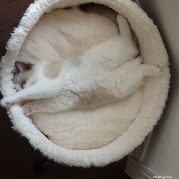 マフィン–今月のラグドール子猫 
