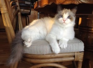 Nicolai – Ragdoll van de week