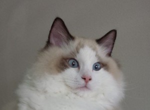 マフィン–今月のラグドール子猫 