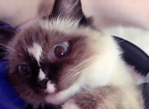 Evie – Ragdoll van de week