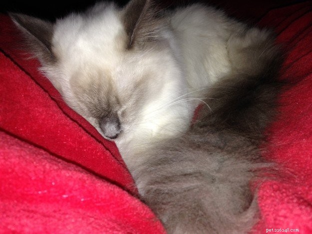 ソフィー–今月のラグドール子猫 