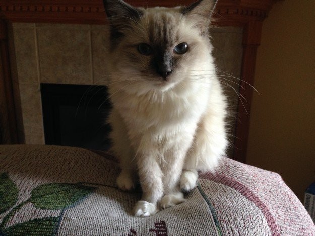 ソフィー–今月のラグドール子猫 