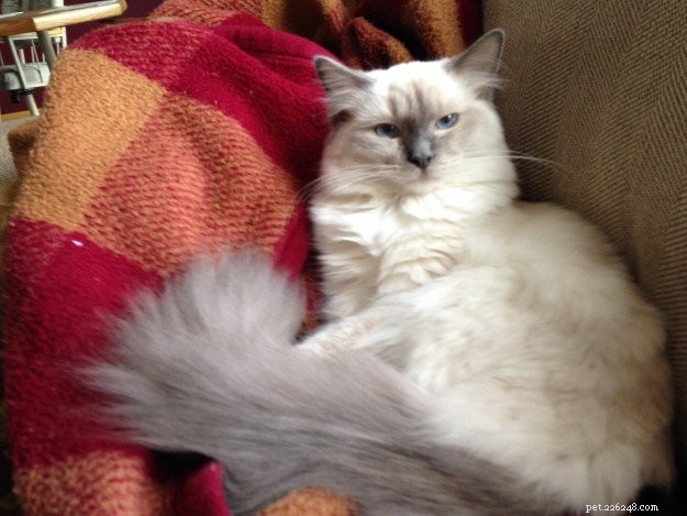 Sophie – Ragdoll Kitten van de Maand