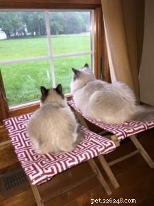 Ash et Addie s Ragdoll Cat Rehoming Story