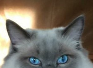 Ash en Addie s Ragdoll Cat Rehoming Story