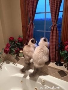 История Эша и Адди о новом доме кота-рэгдолла