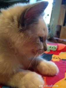 Ash et Addie s Ragdoll Cat Rehoming Story
