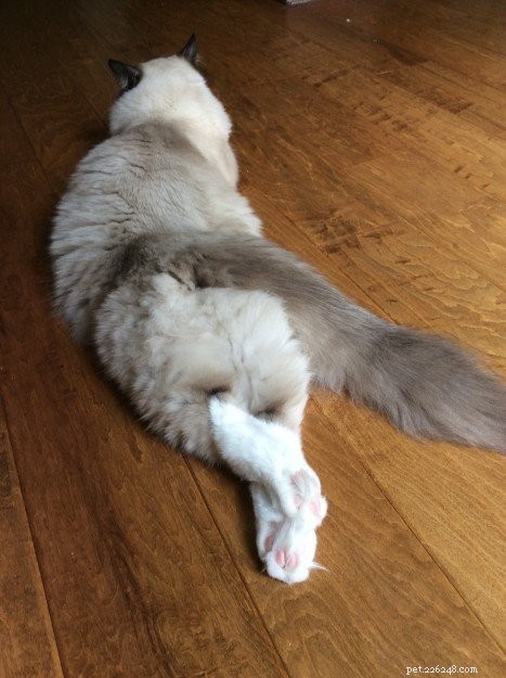발을 교차시킨 봉제 인형 고양이 사진