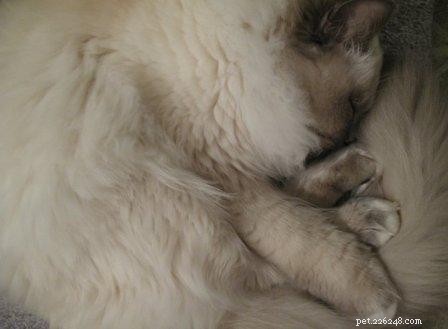 足を組んだラグドール猫の写真 