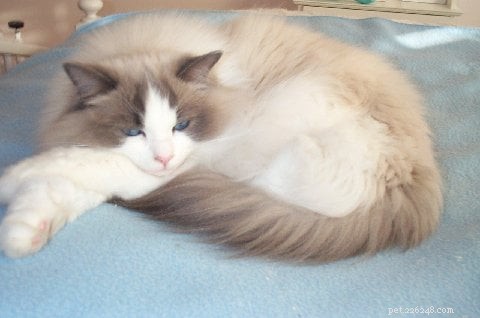 足を組んだラグドール猫の写真 