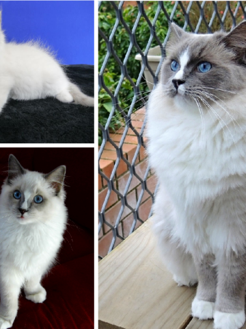 Bilder på Ragdoll-katter med korsade tassar