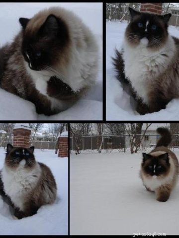 Foto s van Ragdoll-katten met gekruiste poten